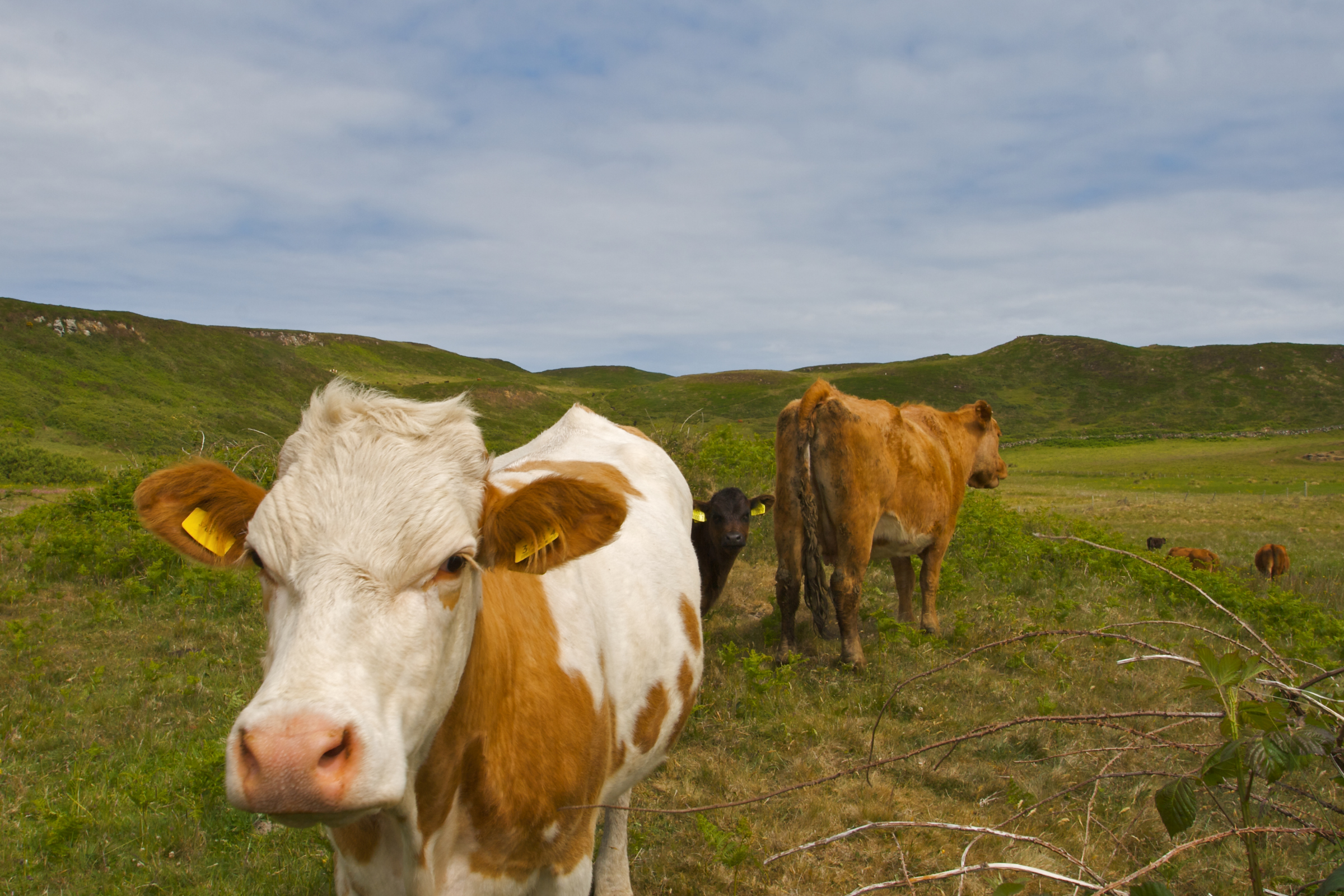 155 rathlin island.webp